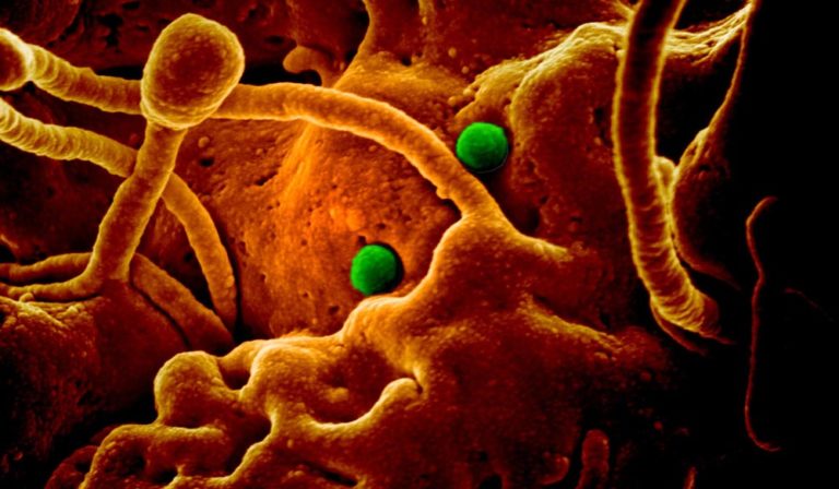 Coronavirus: KI-System soll schon früh gewarnt haben