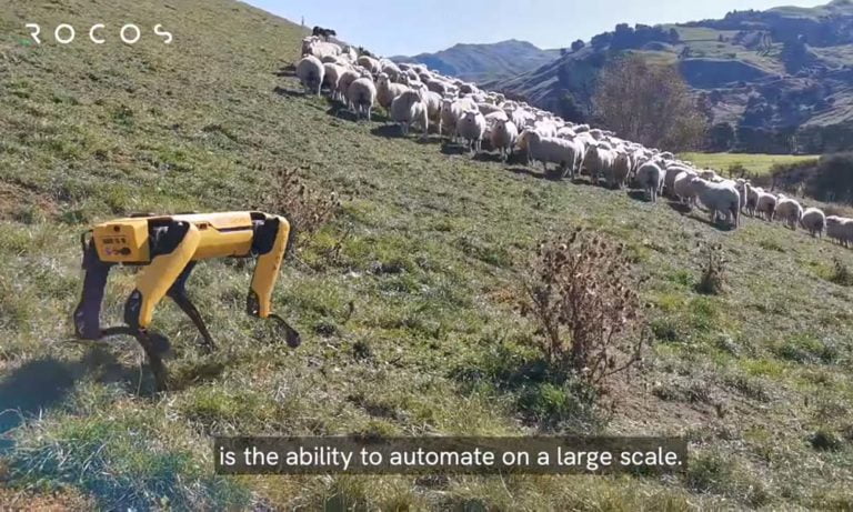 Boston Dynamics Roboterhund Spot hütet Schafe in Neuseeland