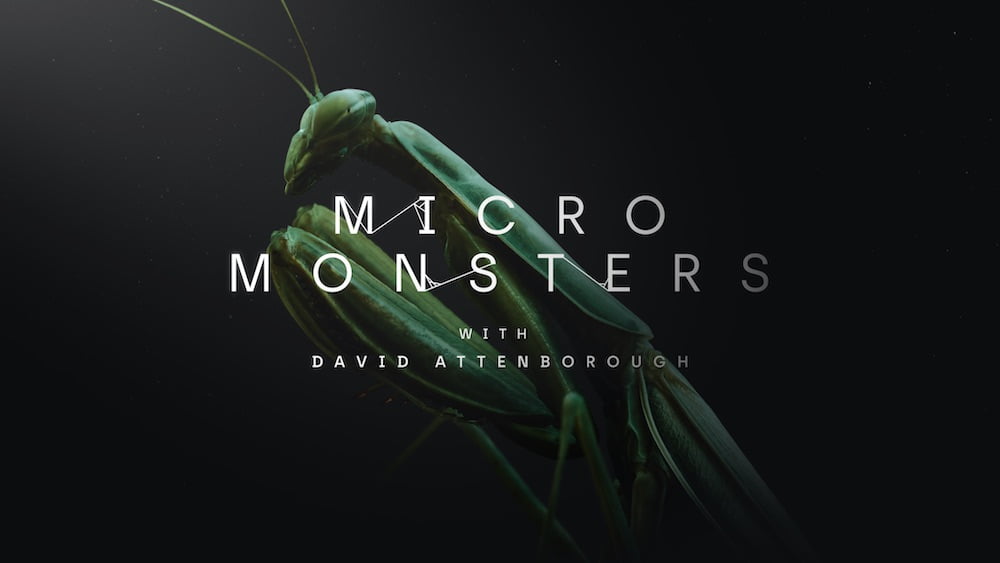 Mikro-Monster: Oculus-Naturfilm schrumpft euch auf Insektengröße