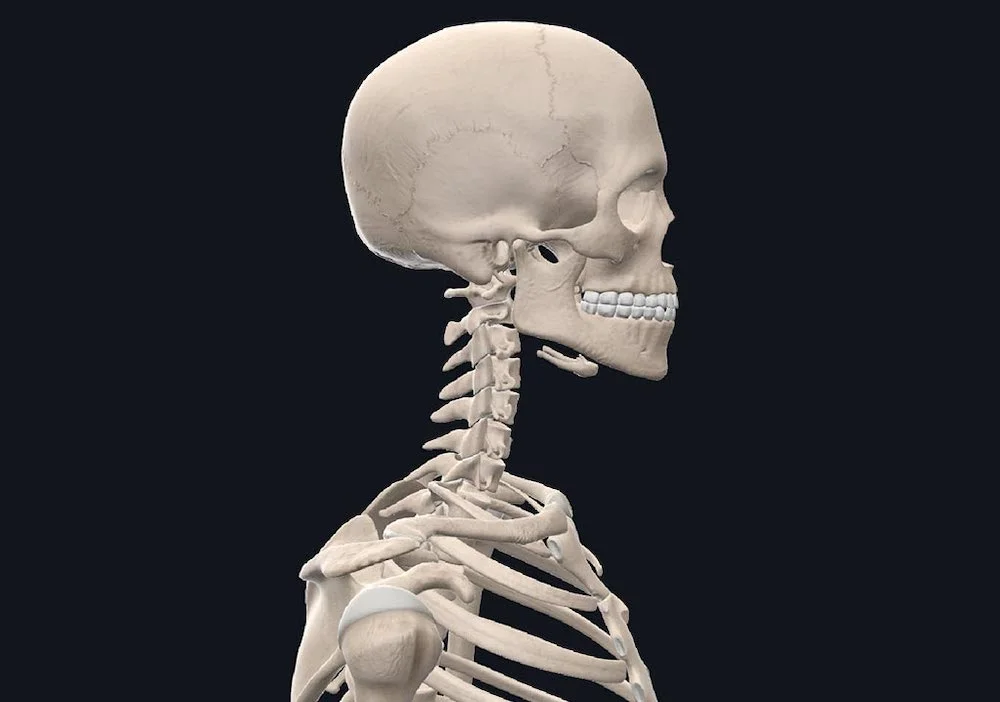 3D_Organon_VR_Skelett