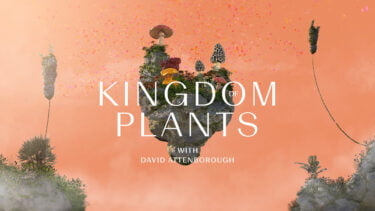 Oculus Quest (2): „Kingdom Of Plants 3D“ – Pflanzen-Doku in 180 8K 3D