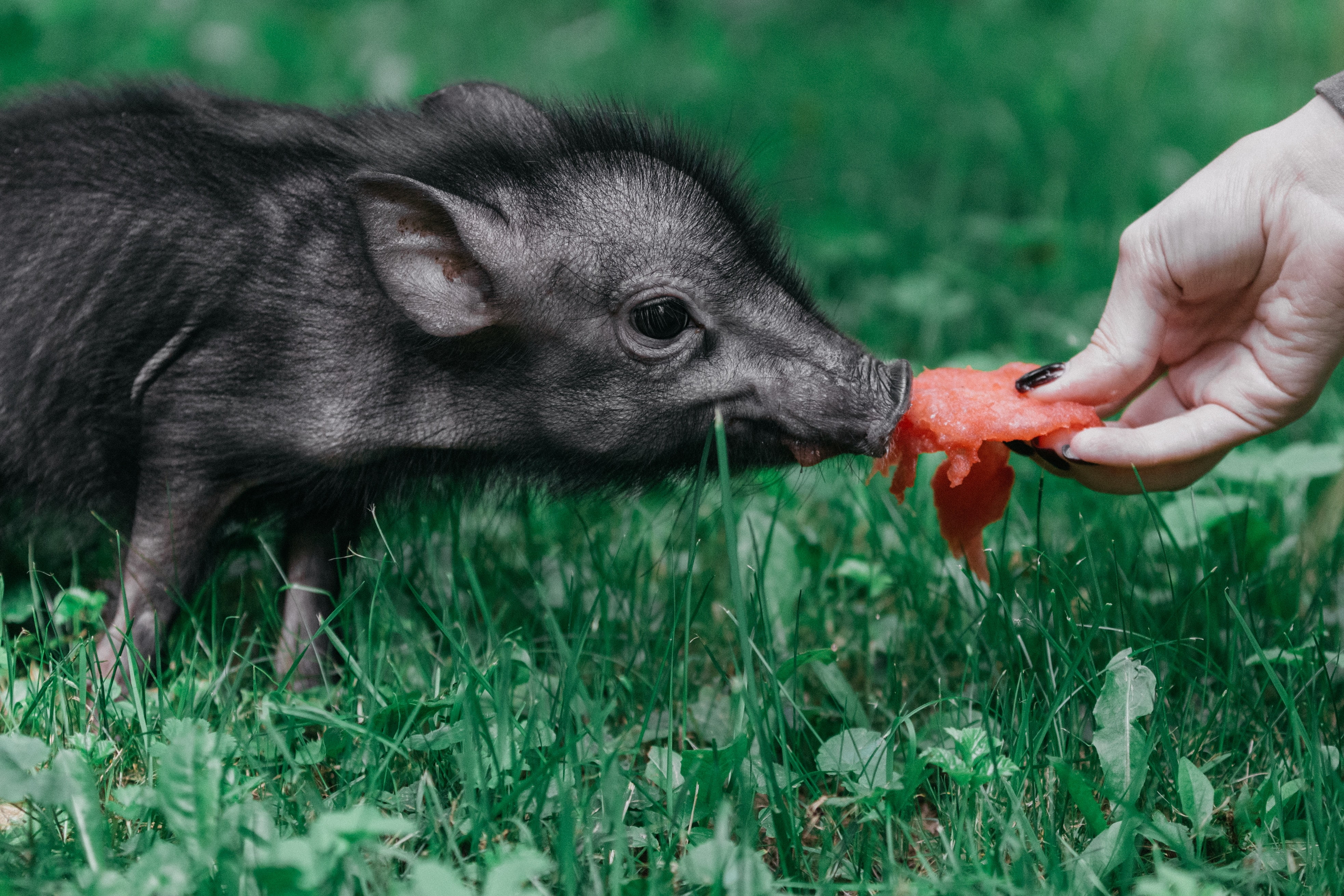 Künstliche Intelligenz: Grunz-Analyse soll glückliche Schweine erkennen
