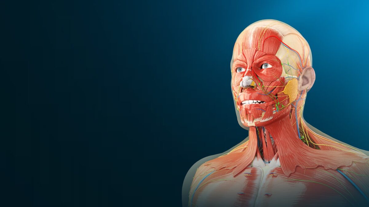 3D-Modell eines Menschen ohne Haut, man sieht Muskeln und Venen.