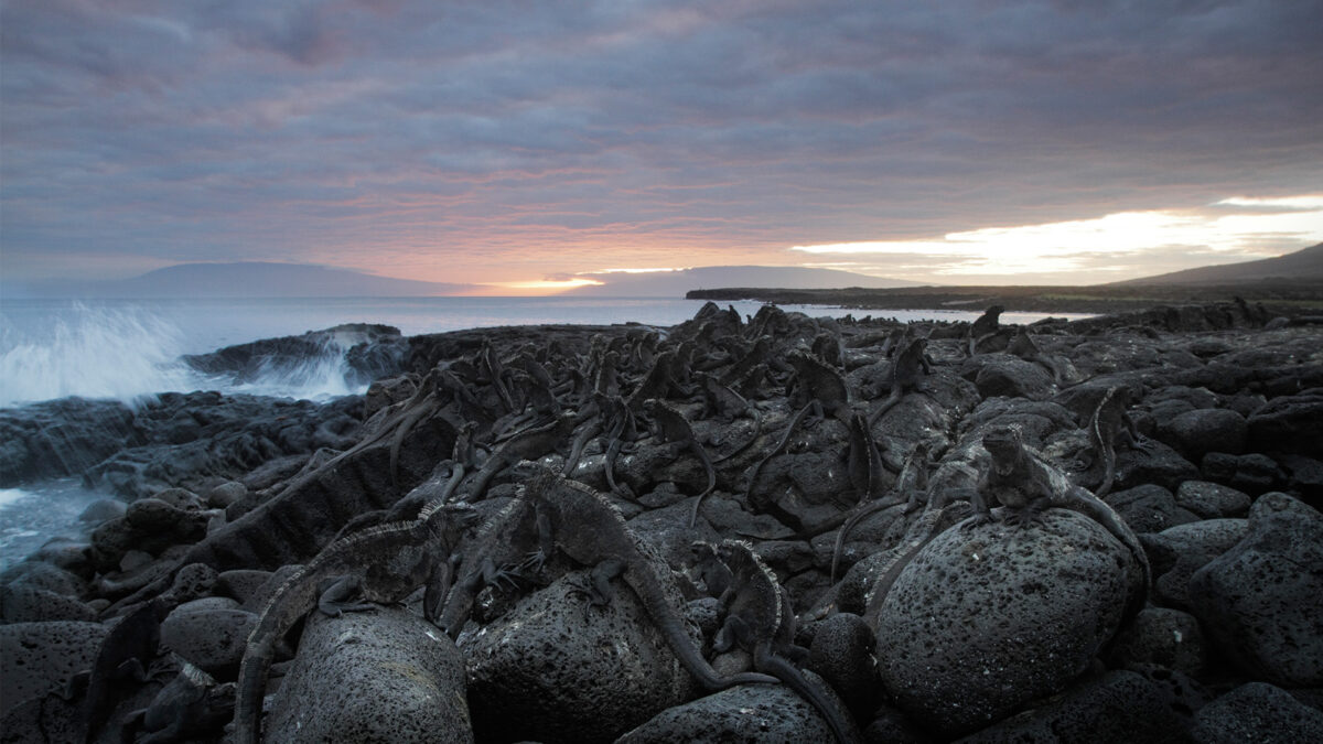 Galapagos VR: Neue Attenborough-Doku in 3D-8K für Meta Quest