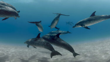 In dieser VR-Doku für Meta Quest schwimmt ihr mit wilden Delfinen in der Unterwasserwelt der Bahamas